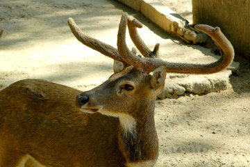deer