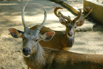 two deers