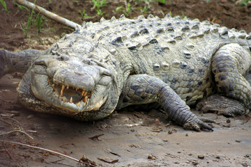 angry crocodile