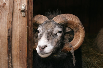 sheep, gotland sheep - ram