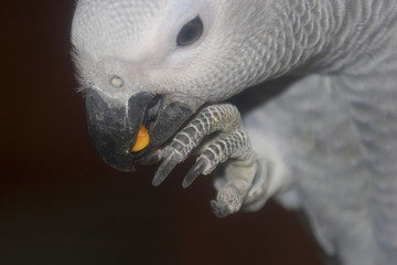 african gray parrot © Guy Sagi