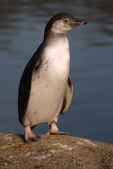 humboldt penguin, sphenicus humboldti
