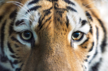 beautiful tiger