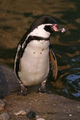 Fototapeta premium humboldt penguin, sphenicus humboldti