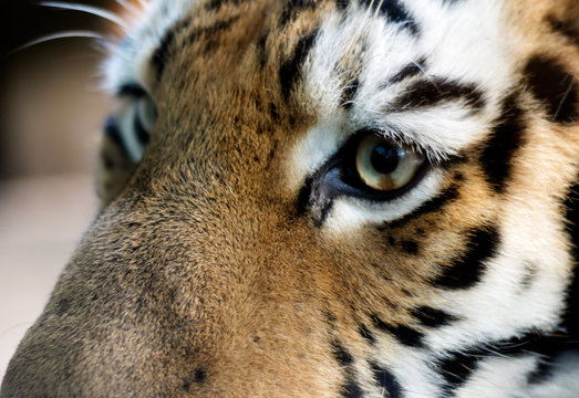beautiful tiger