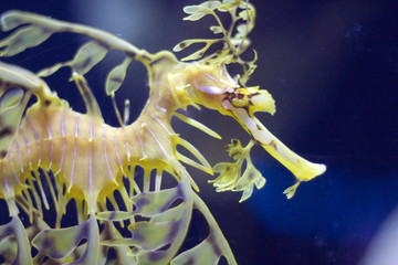 seadragon