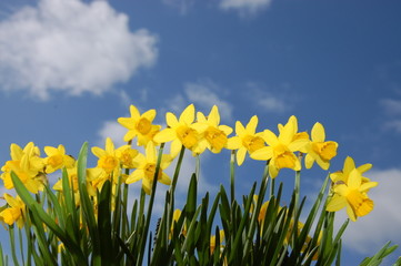 Fototapeta premium affodil flowers on a blue sky