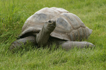 Fototapeta premium giant tortoise