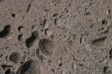 ancient shellfish texture