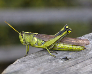 grasshopper