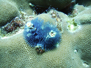 christmas tree worms