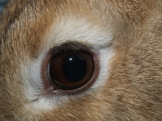 bunny eye