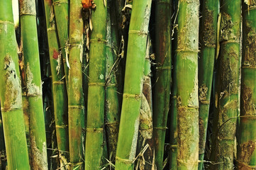 support en bambou