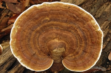 fungus