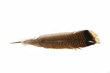 wild turkey feather