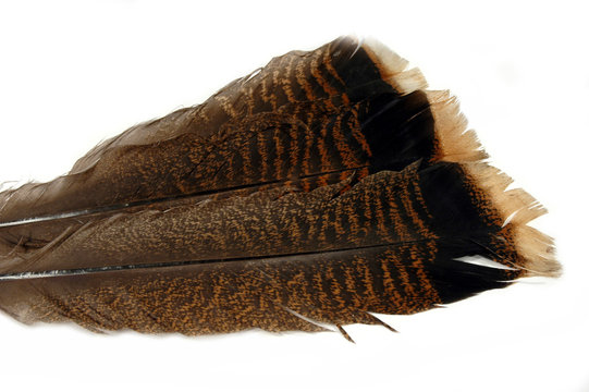 Wild Turkey Feathers