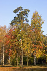 Fototapeta premium october park