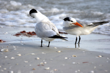 two royal terns washing in the surf