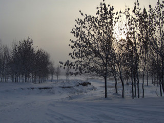 winter evening landscape.