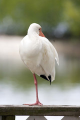 resting ibis