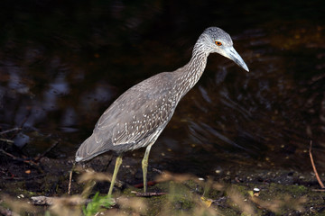 juvenile black-crowned night heron