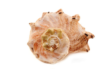 sea shell on white