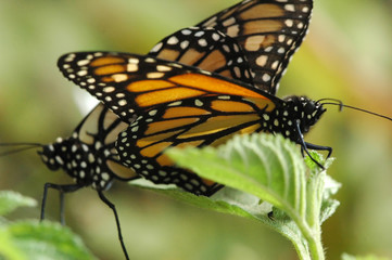 mating monarchs