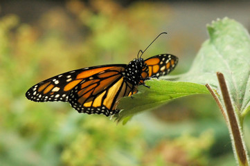 perched monarch