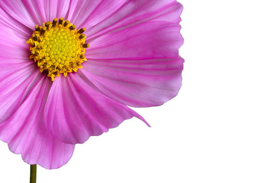 fleur viollette d