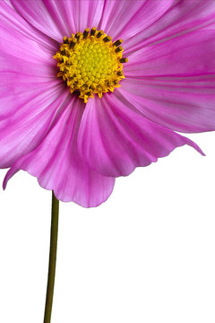 fleur violette d1