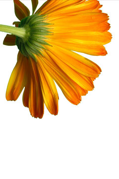 fleur orange d