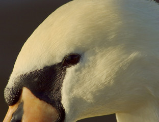 swan head