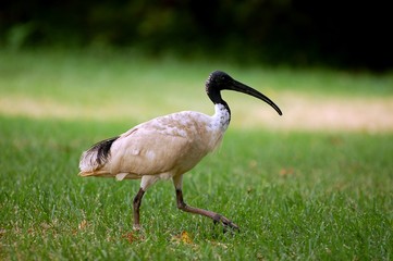 ibis