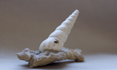 coquillage fossilisé