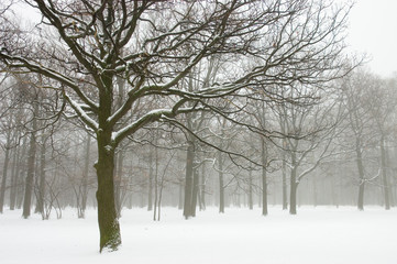 Fototapeta na wymiar misty winter trees landscape