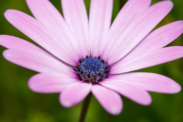 Fototapeta premium flower