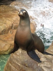 Naklejka premium loup de mer