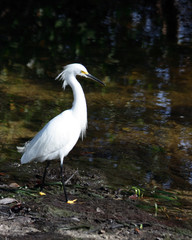 snowy egret 2