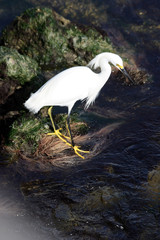 snowy egret
