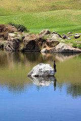 bird sitting on the rock on the golf course.