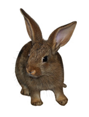 rabbit1