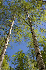 Fototapeta premium the first foliage
