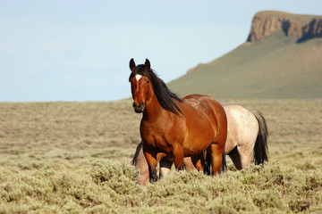 wild horses and pilot butte