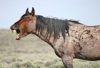 wild horse yawn