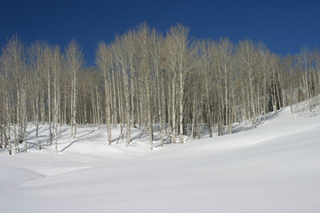 winter aspens wavy line