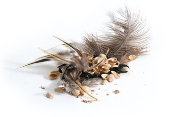 the feathers and the nut shells