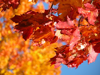 red and orange autumn leaves