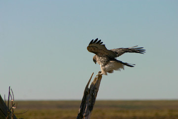 red tailed hawk landing