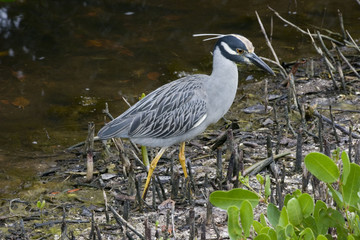 yellow crowned night heron