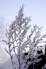 frozen branch